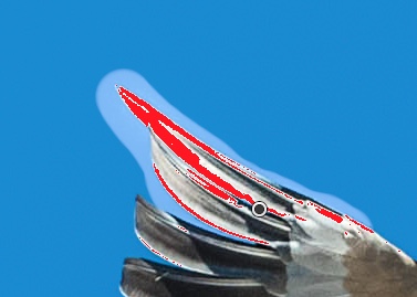 wingtip.jpeg