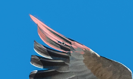 wingtip2.jpeg