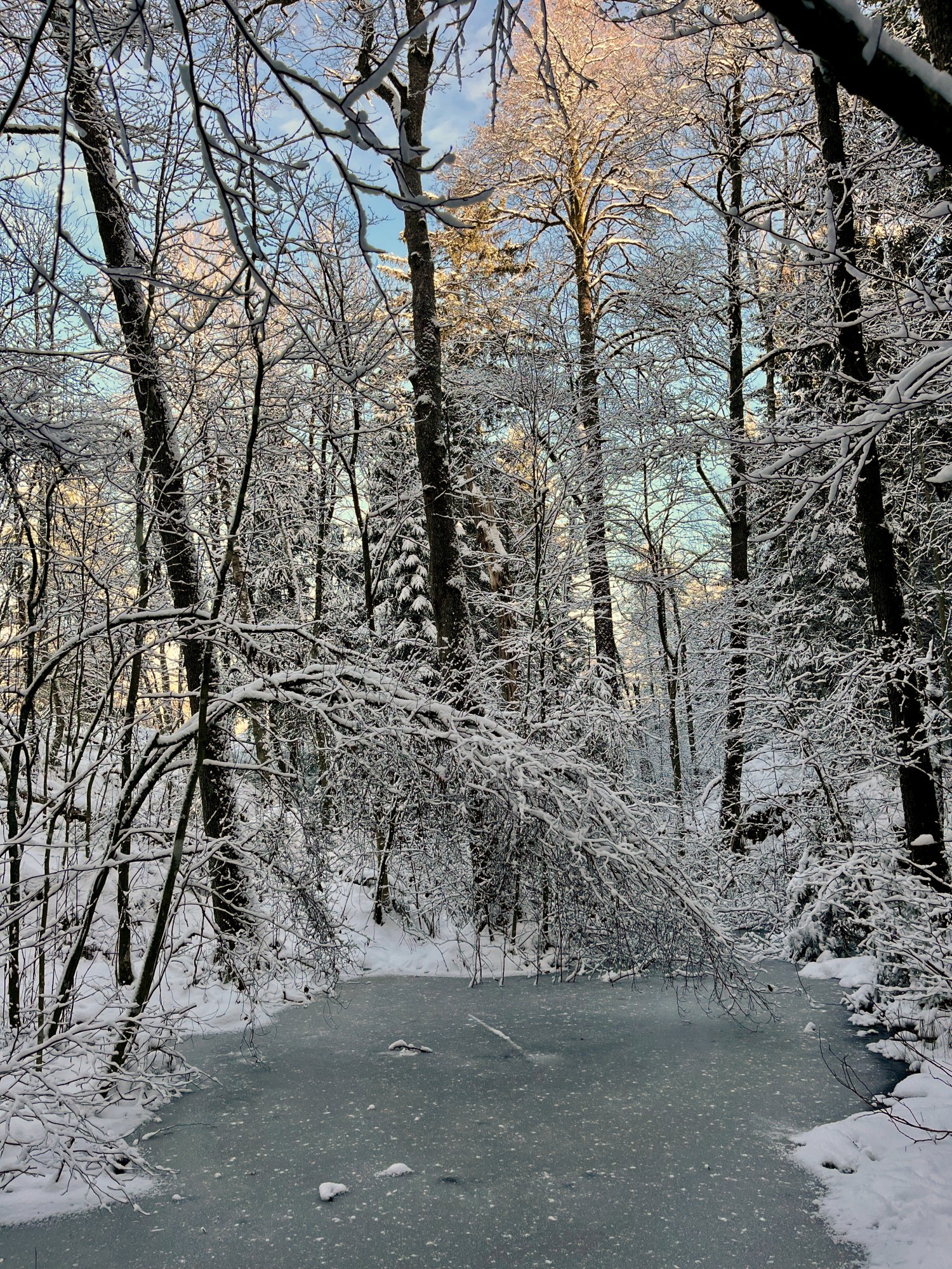 Winterpond.jpeg