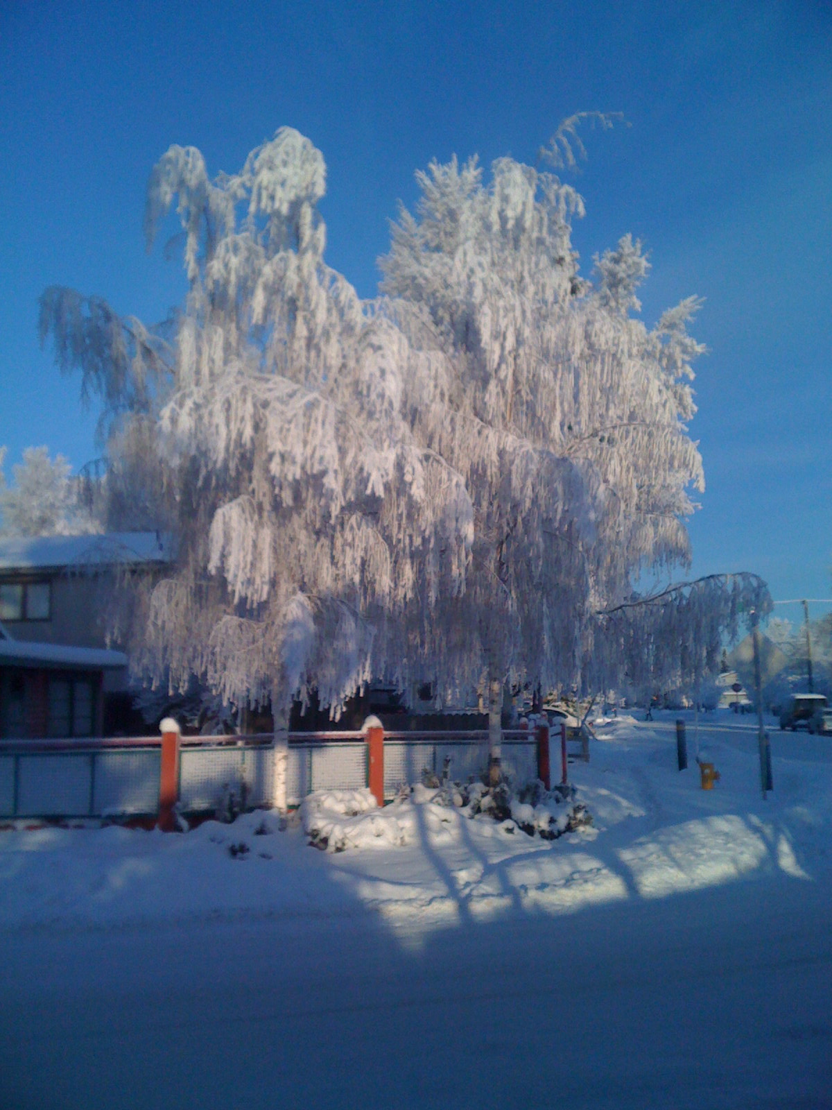 WinterTree.jpg