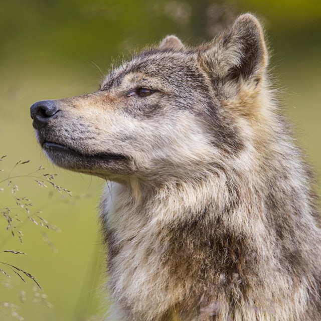 wolf.png