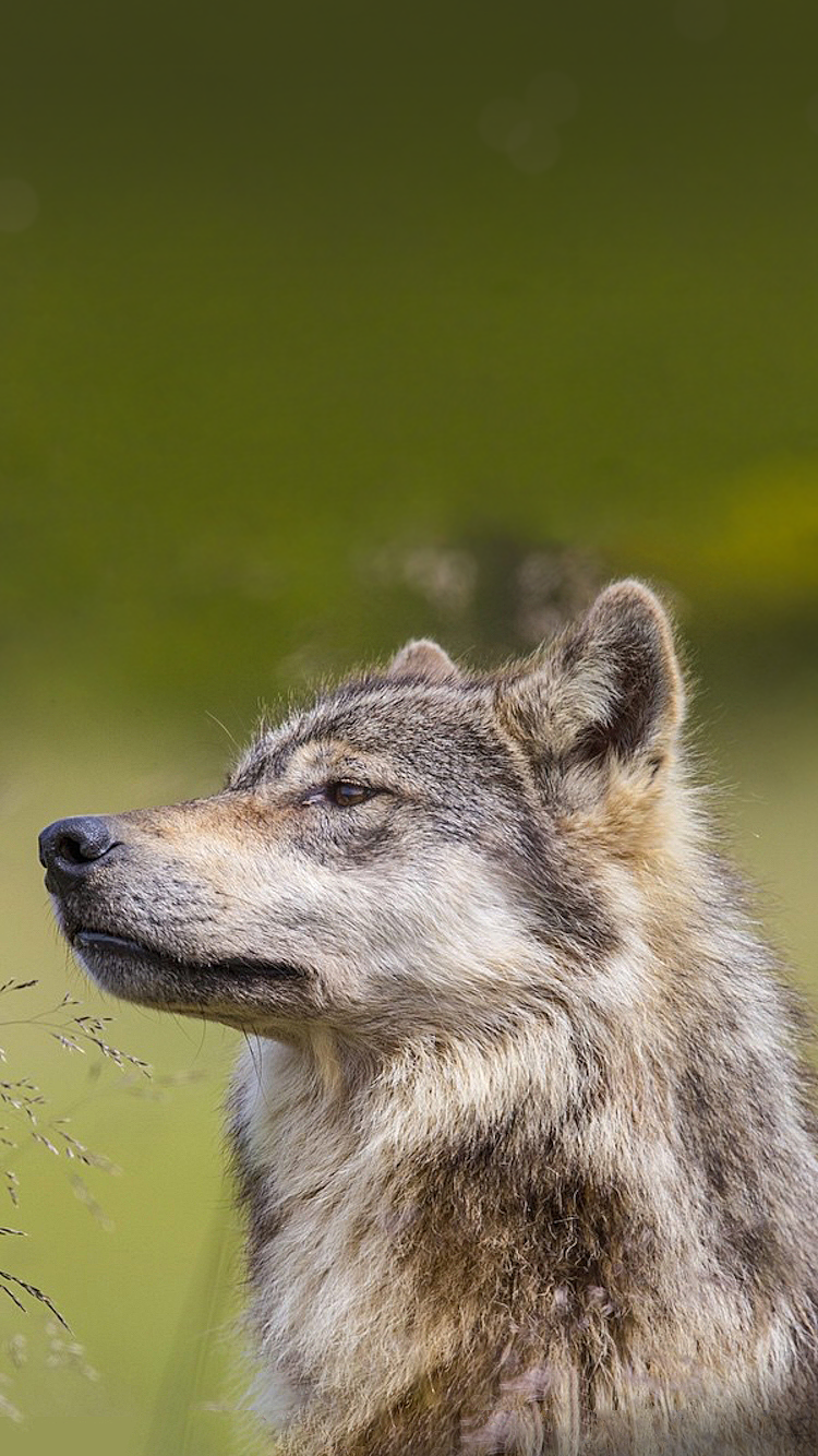 Wolf.png