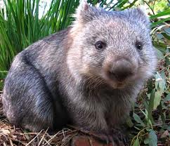 wombat.jpg