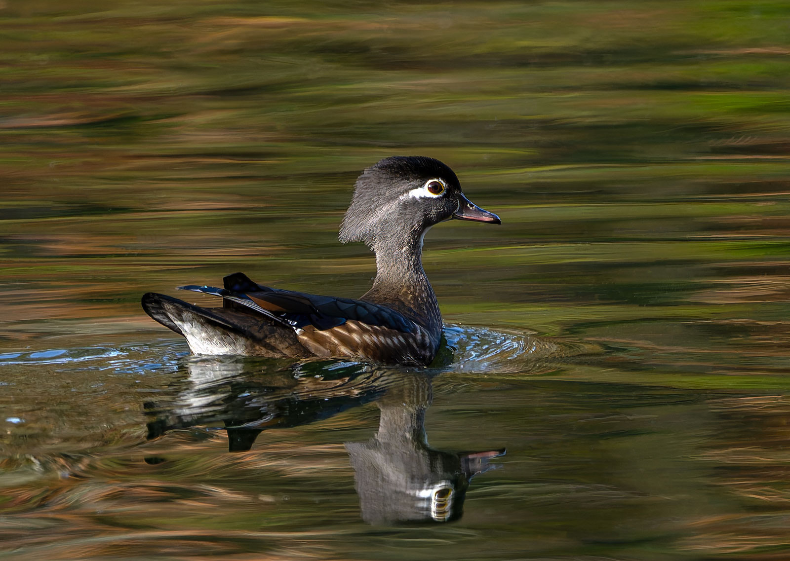 Wood_Duck_GRH4599_20251109_1600p - Copy.jpg
