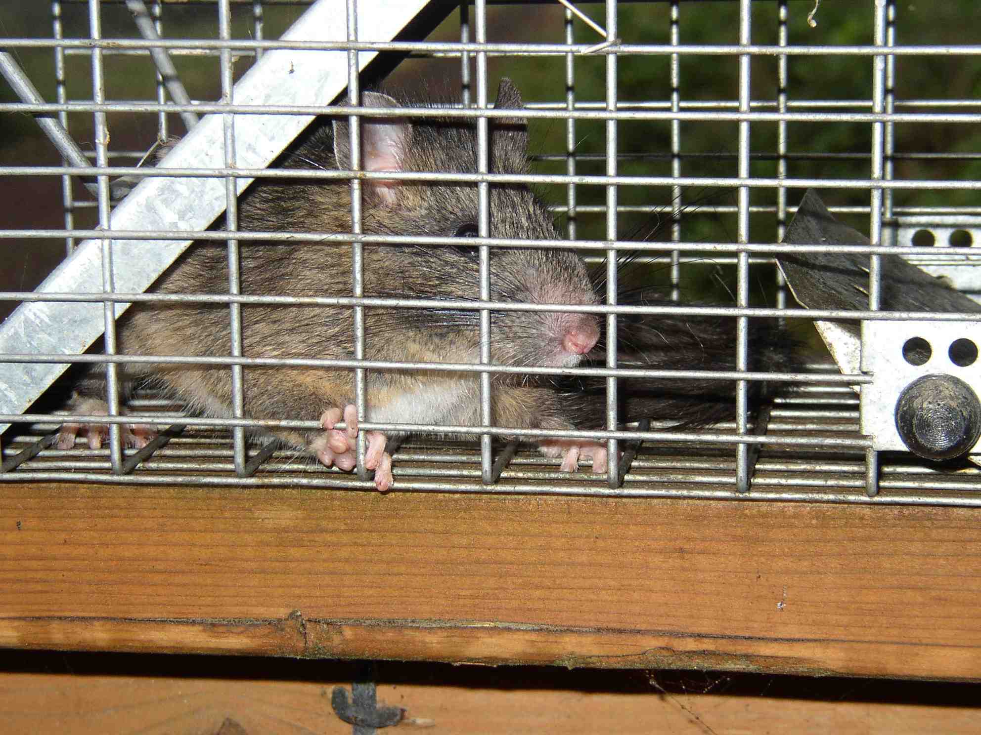 woodrat.jpg