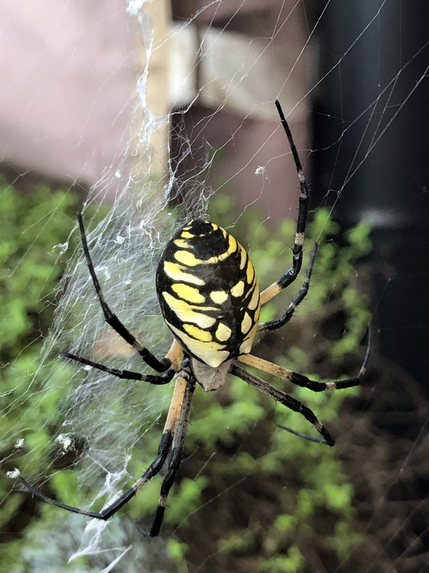 writing_spider-2.jpg