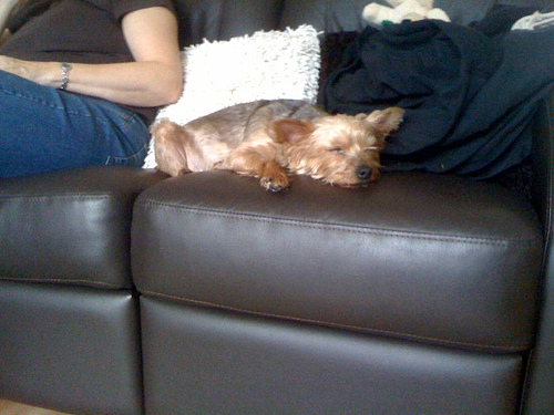 xara sleeping.jpg