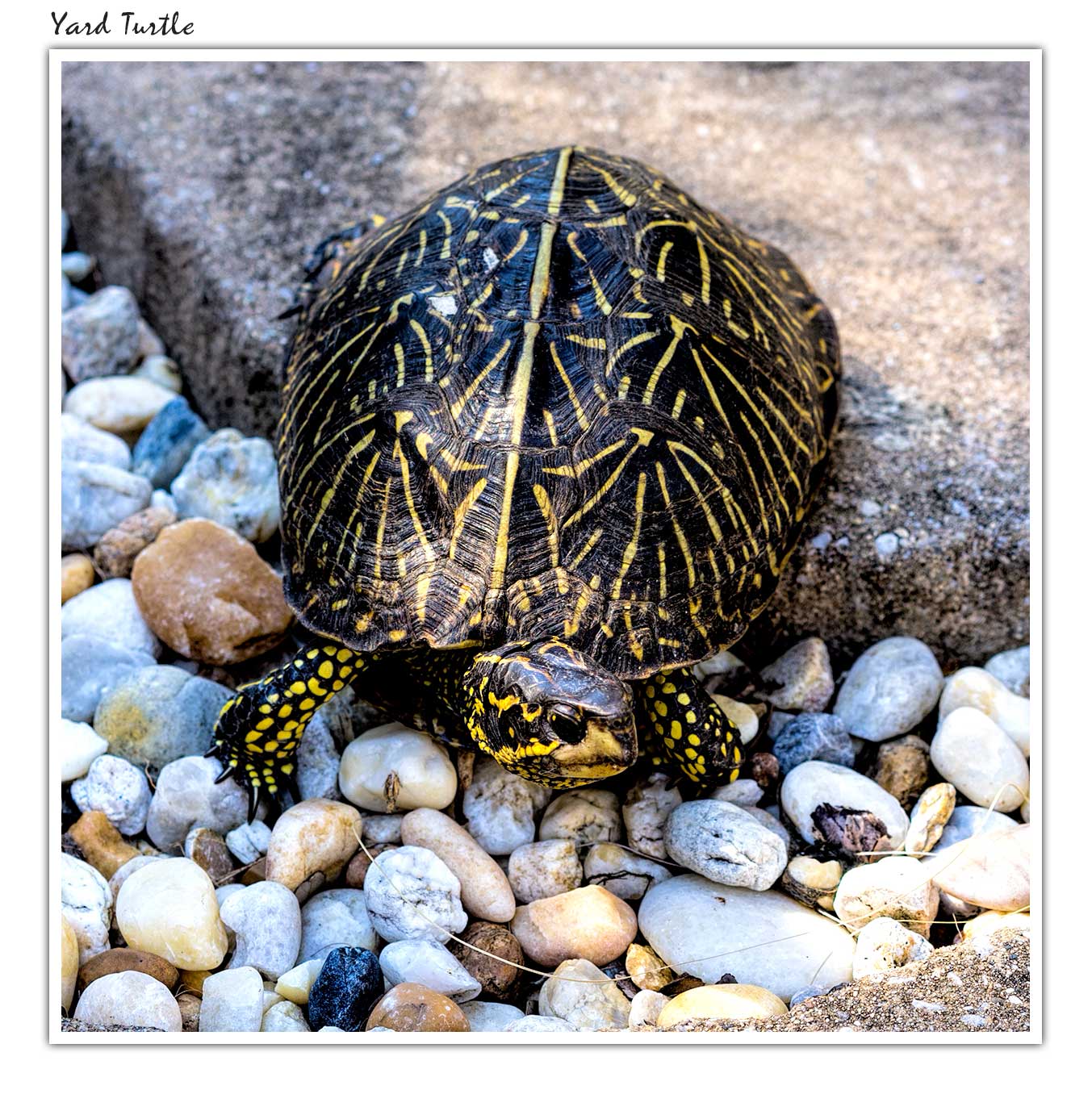 yard-turtle.jpg