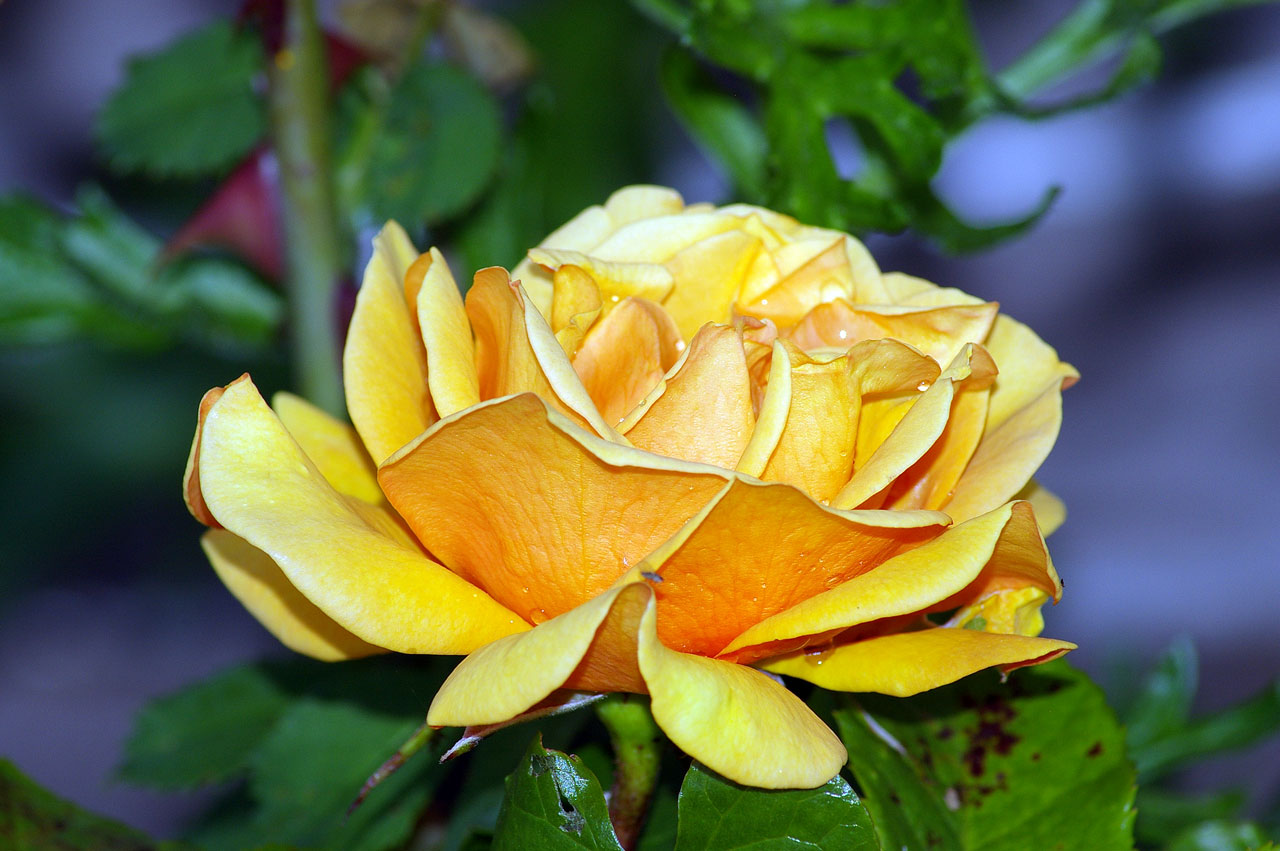 Yellow-Rose.jpg