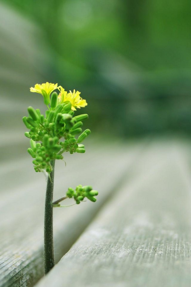 yellow_flower_2-wide.jpg