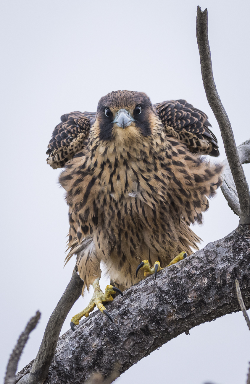 Young peregrine falcon, Torrey Pines