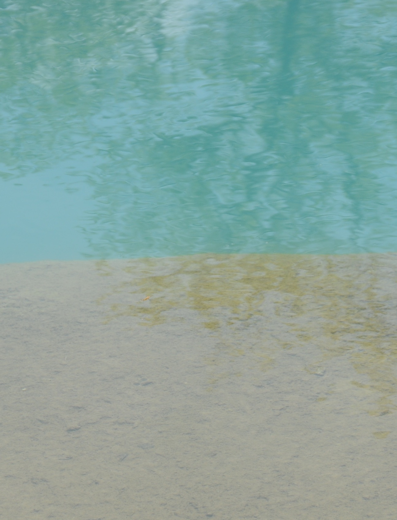 zoo_water.jpeg