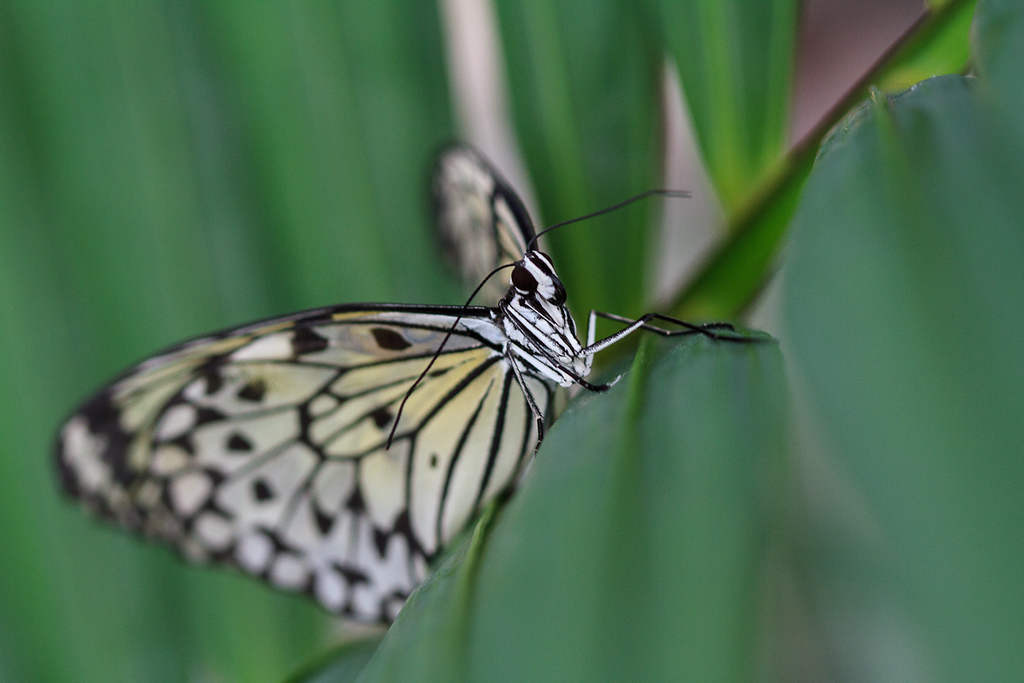 Papillon-XL.jpg