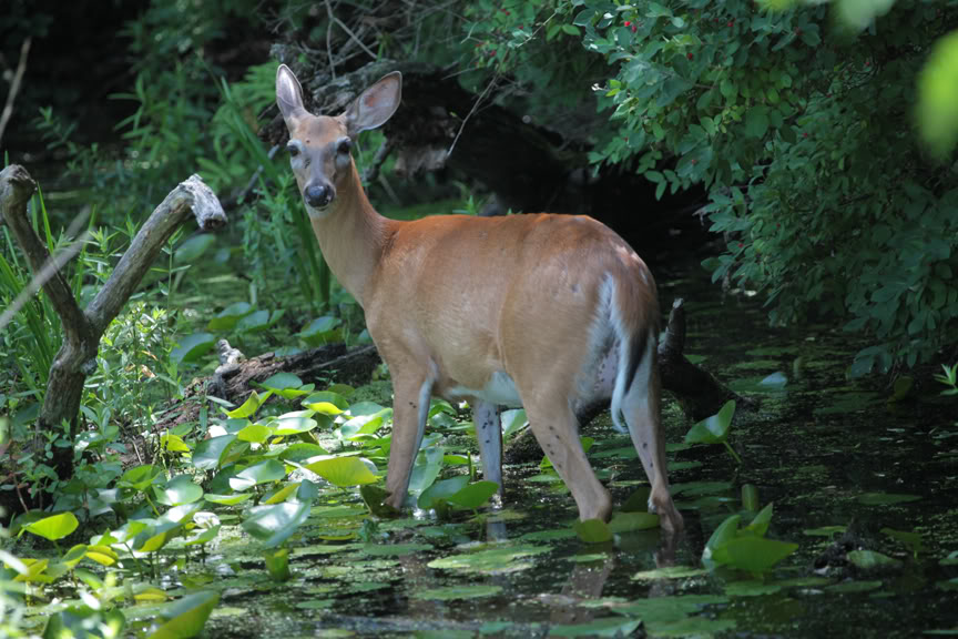 deer1.jpg