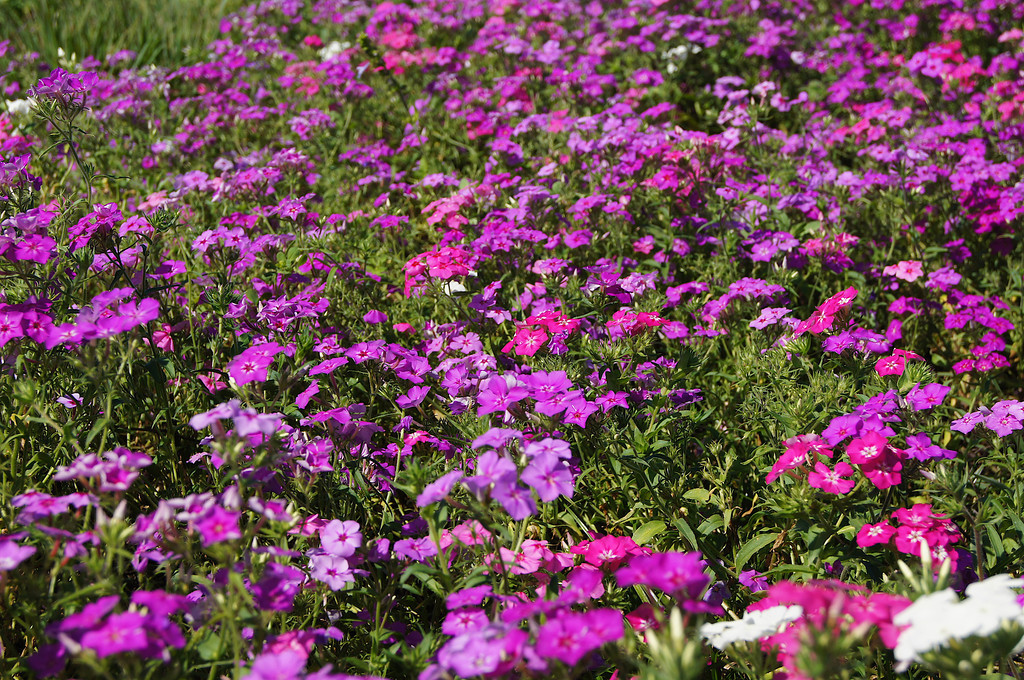 DSC03806-XL.jpg