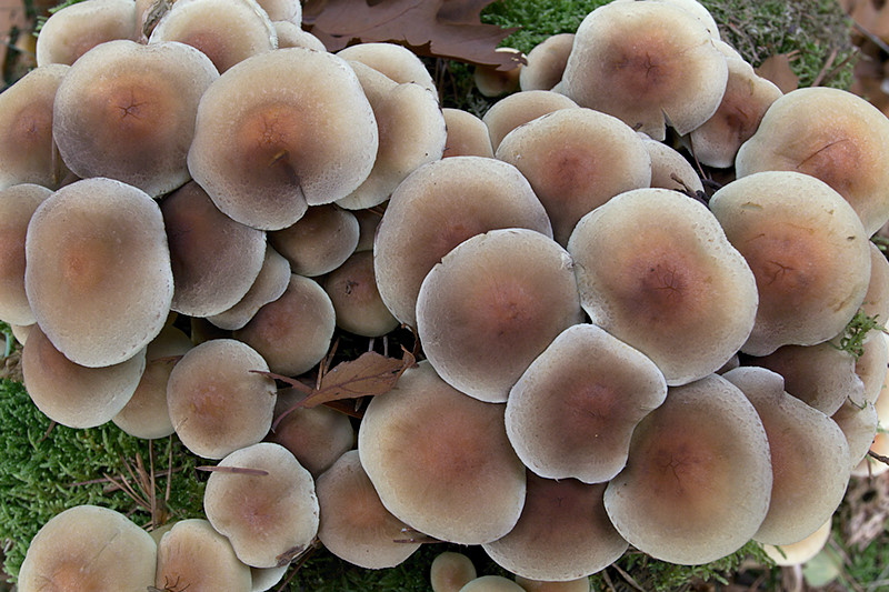 herfst-0008.jpg