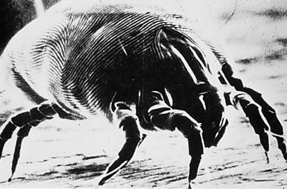 bw-dustmite2.jpg