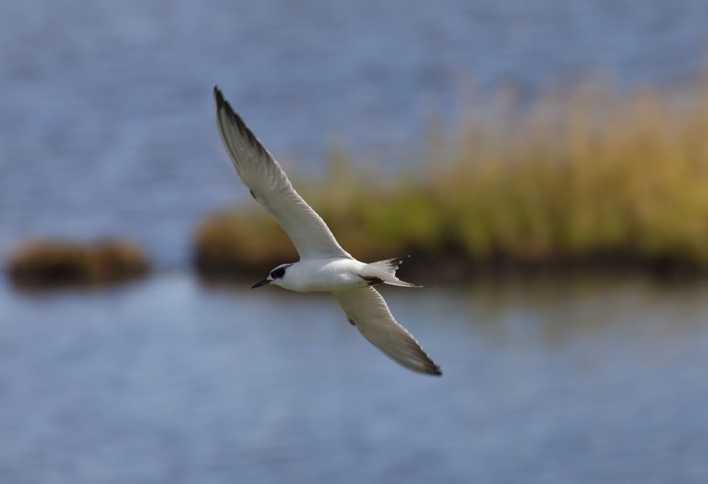 commontern1_zps1deadfc1.jpg