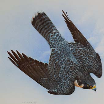 Pfalcon.jpeg