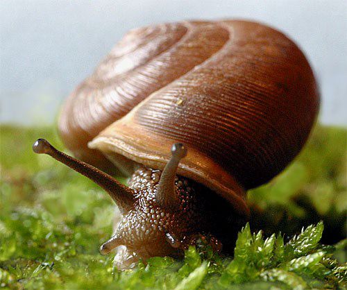 Snails.jpg