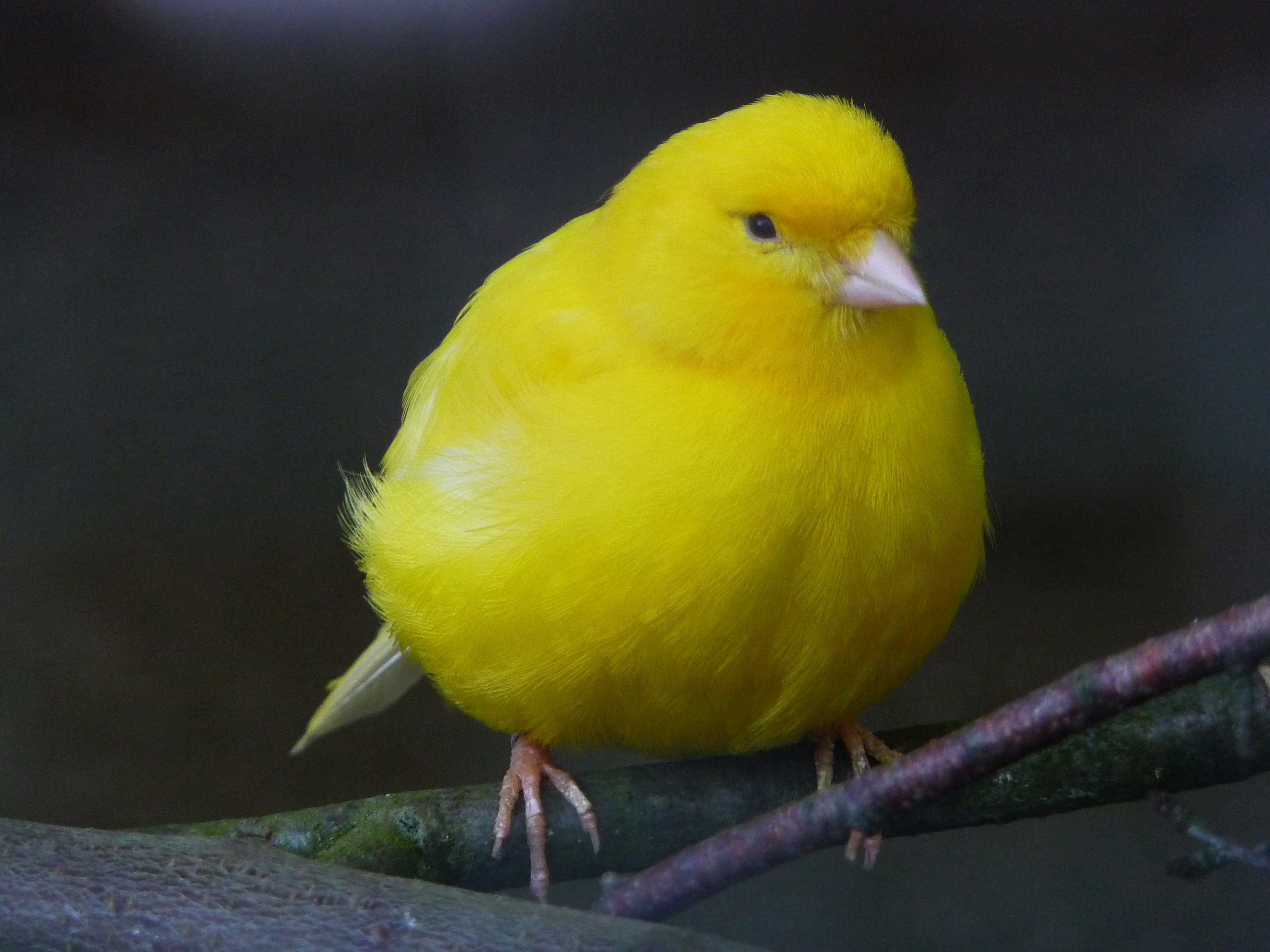 Gelber_Kanarienvogel.JPG