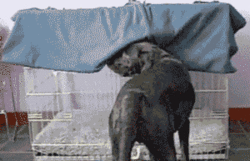 HYkqC.gif