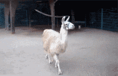 s41KQsT.gif