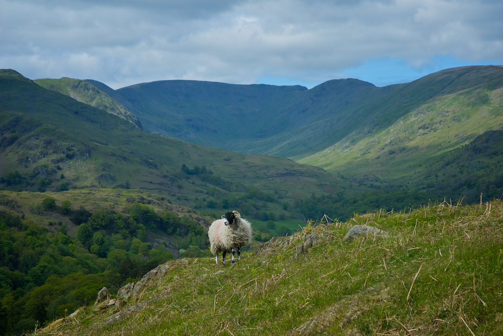 sheepfaiorfield.jpg