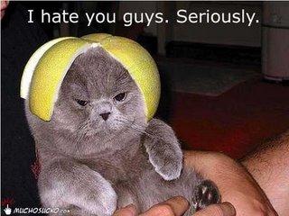 polls_lol_cat_hate_5247_333232_poll_xlarge.jpeg