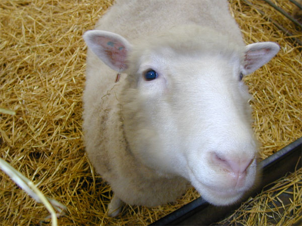 Dolly.jpg