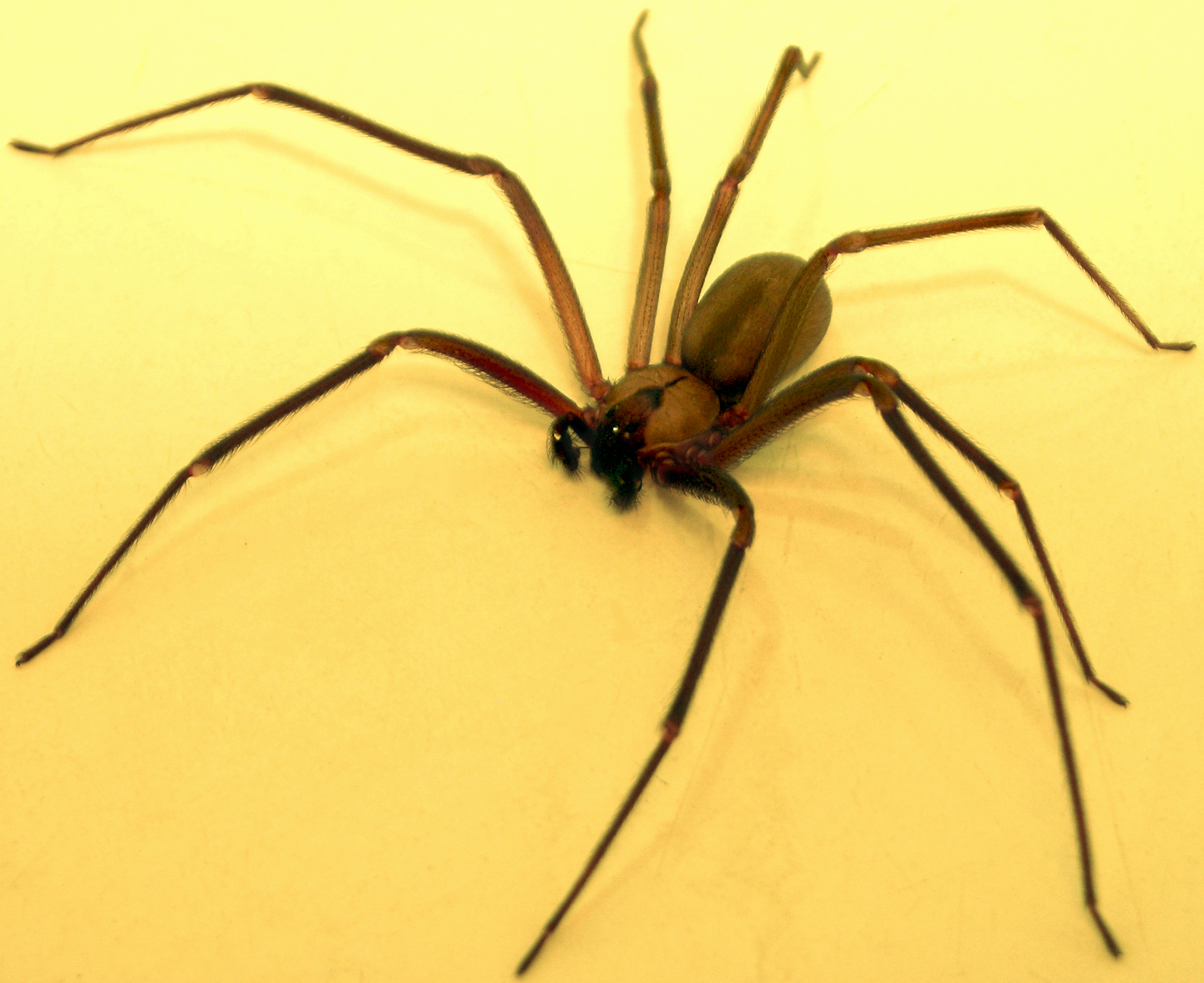 Brown-recluse-2.jpg