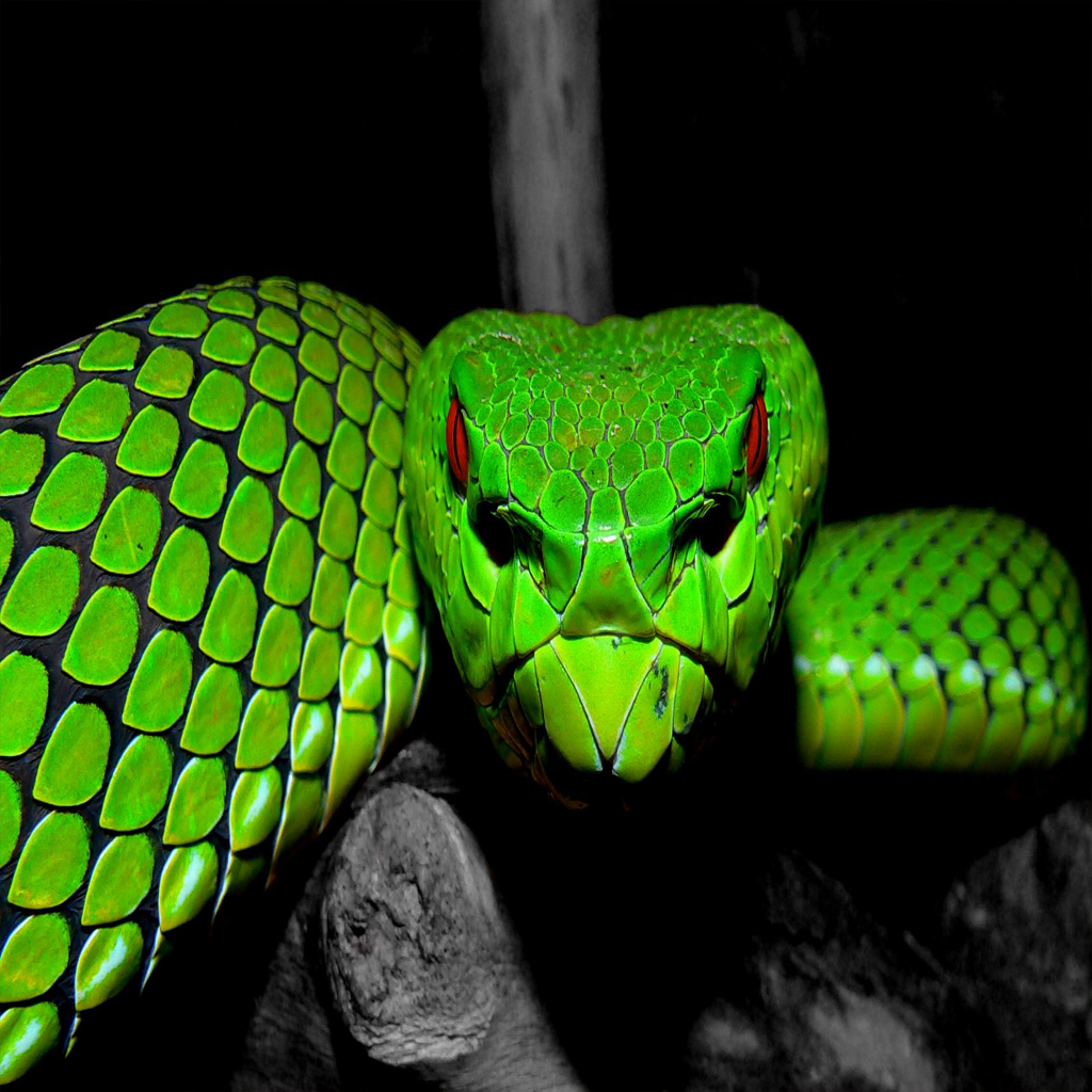 greensnake.jpg