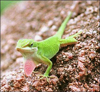 anole.jpg