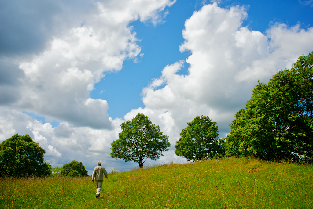 meadow.jpg
