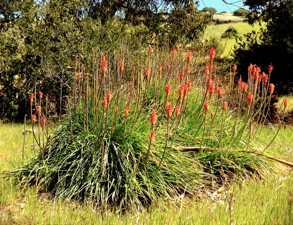 orangeflowers002.jpg