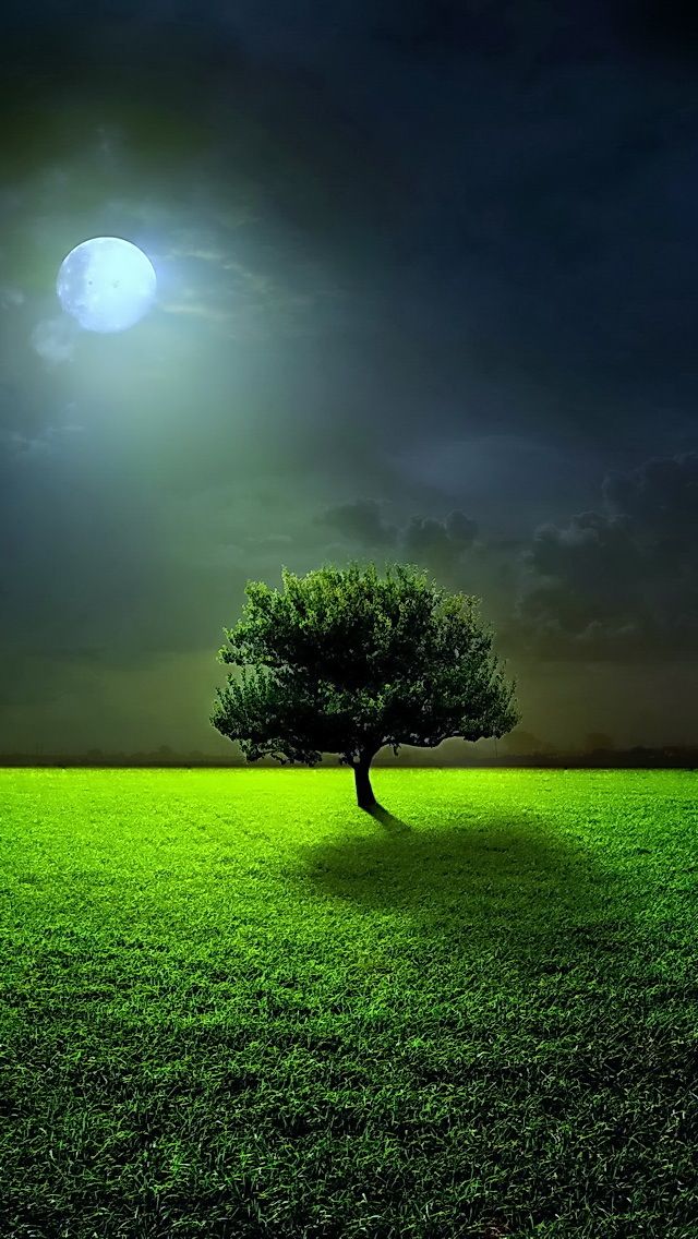 Full-Moon-Tree.jpg