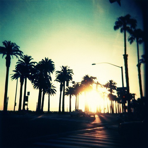 california-horizon-palmtrees-palmy-Favim.com-531964.jpg