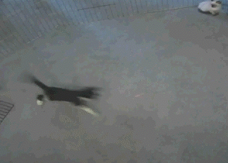 1253612165_cat_running_around.gif