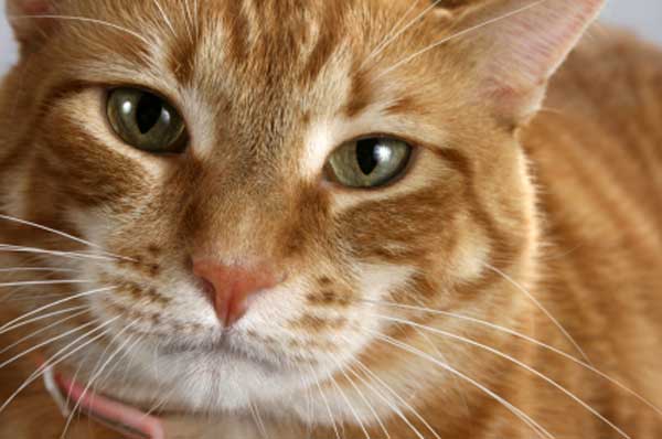 orange_cat_600.jpg