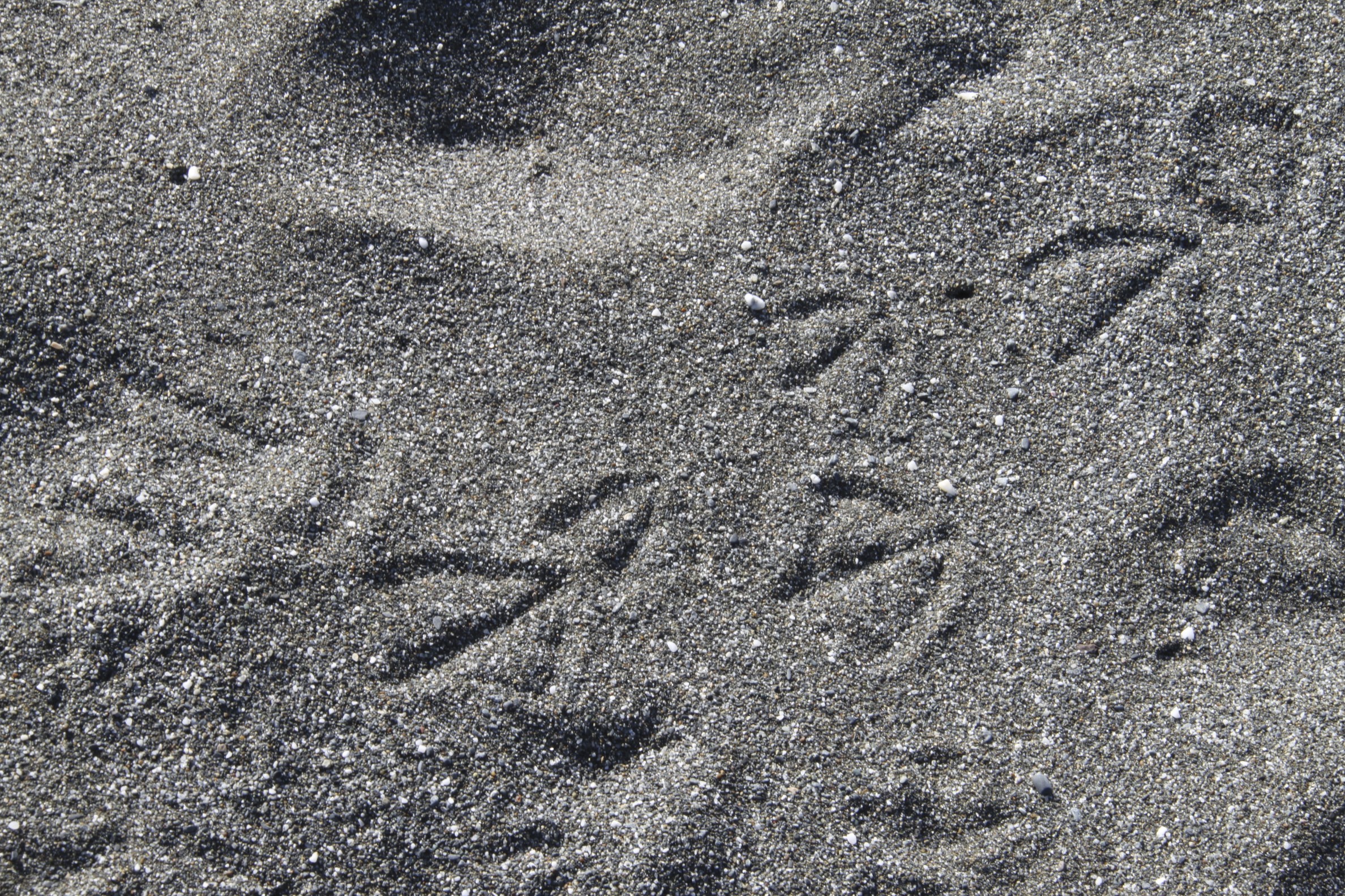 oregoncoastday2706.jpg