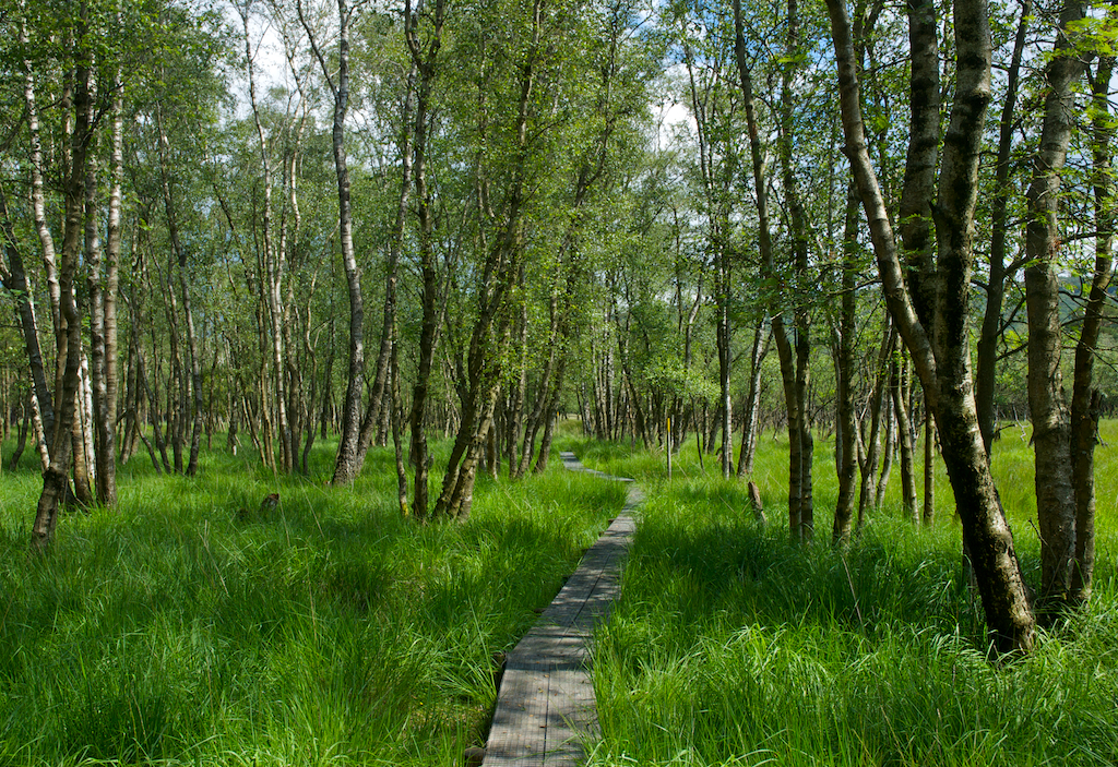 ruslandmoss.jpg