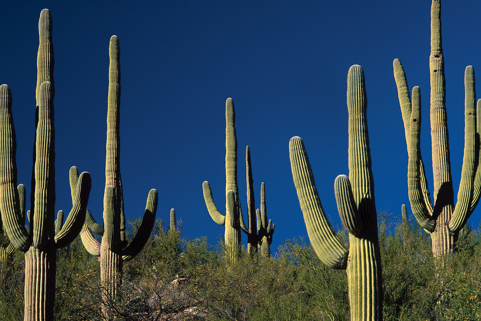 Saguaro-cactus-Arizona.jpg