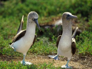 blue-footed-booby-two-300x225.jpg