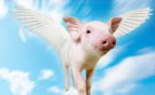 pigfly-medium1.jpg
