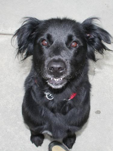 Sprocket.jpg