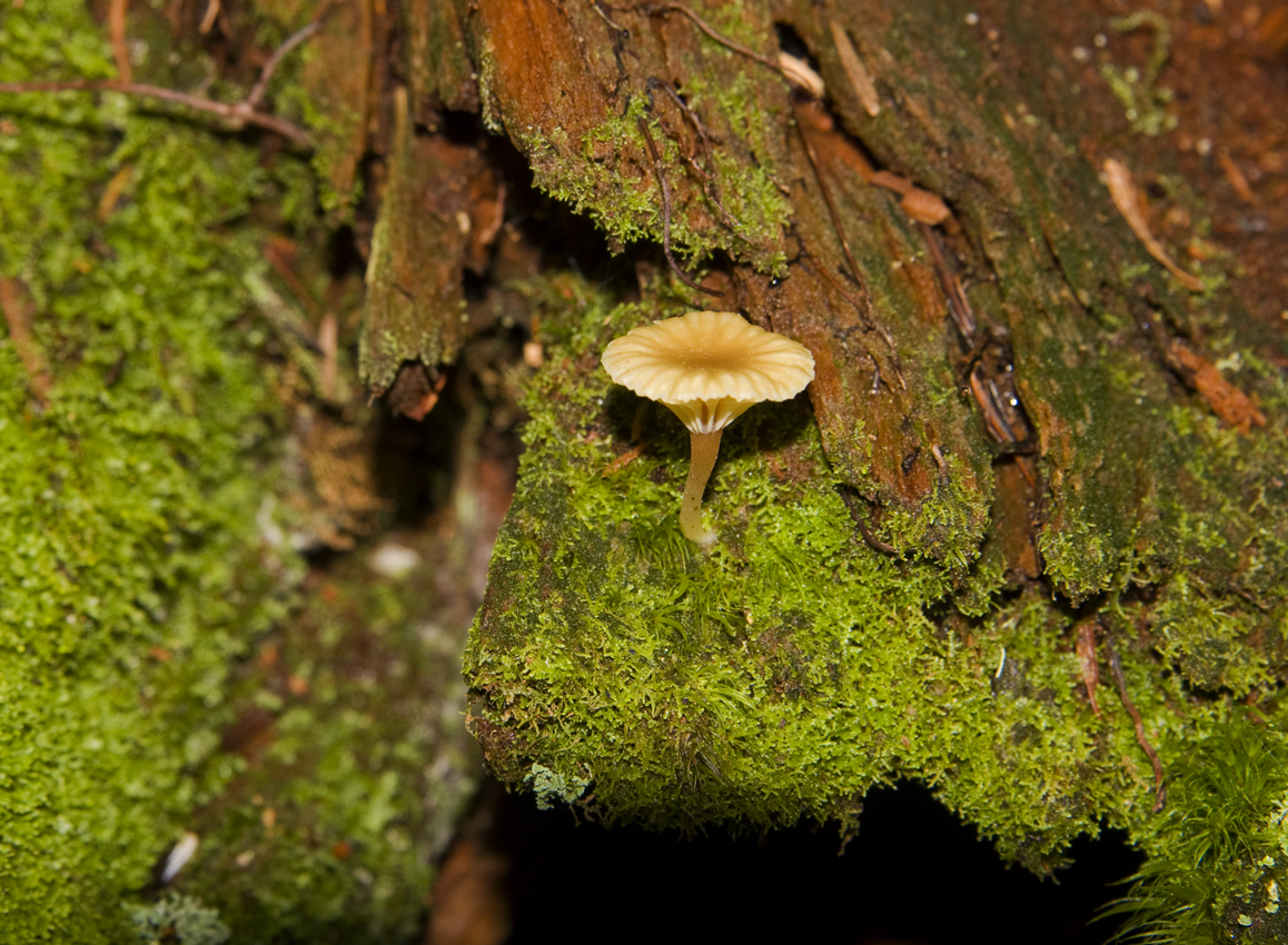 fungusff.jpg