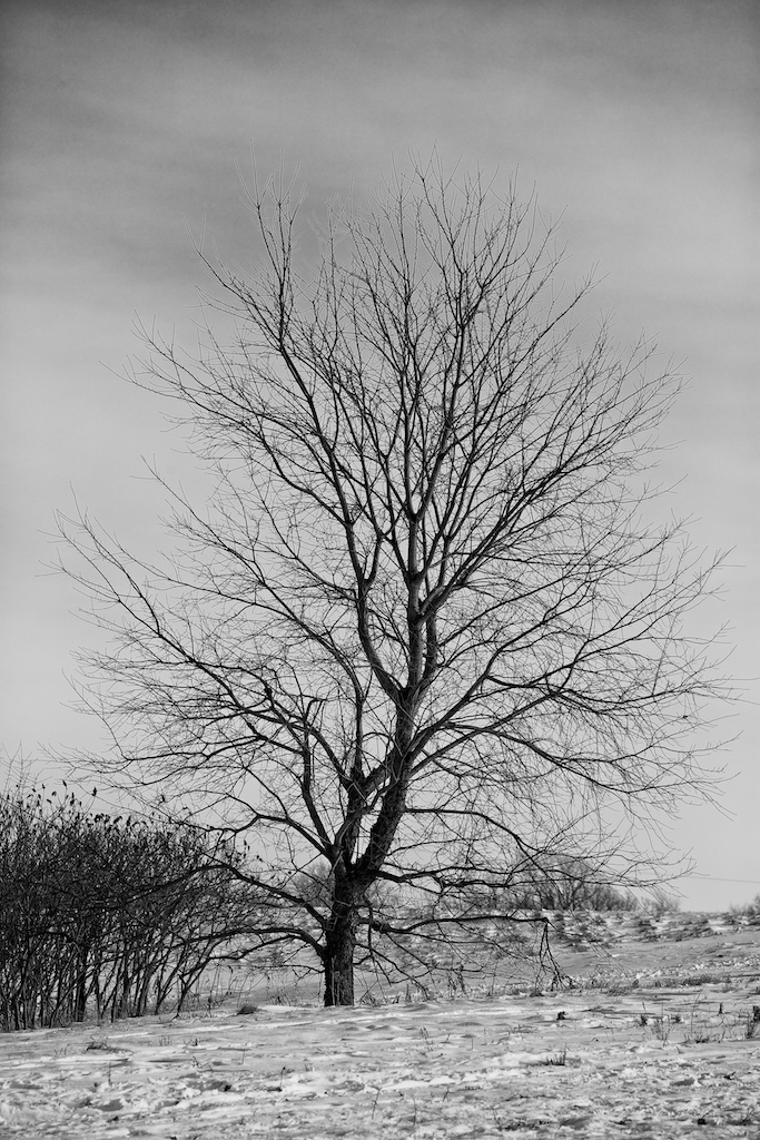 mnchristmas201212235951.jpg