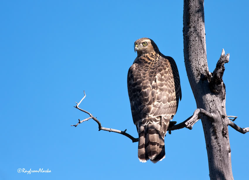 Hawk_3709.jpg