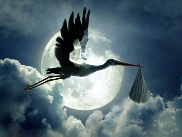 spon_stork.jpg