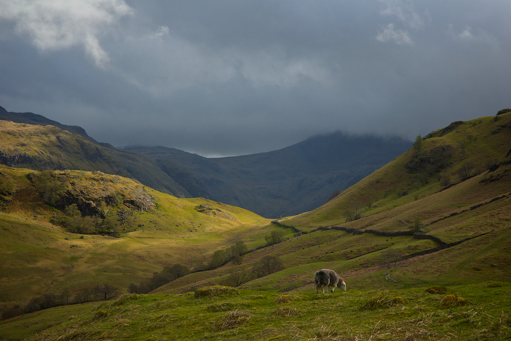 borrowdalesheep.jpg